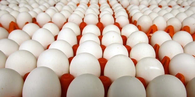 EGG PRODUCTION IN TURKEY